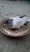 সালেটি কবুতরের বাচ্চা